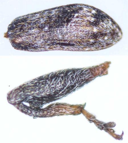 Anthonomus pomorum